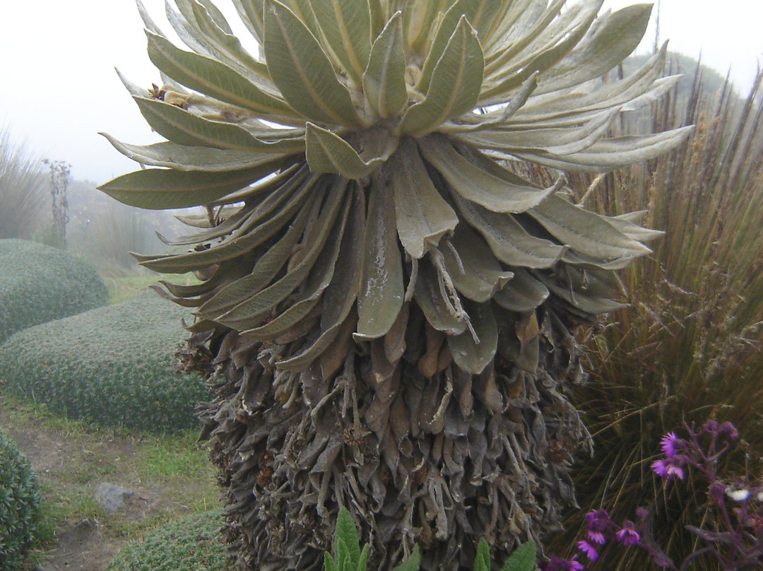 Nevado Del Ruiz-Manizales必去景点