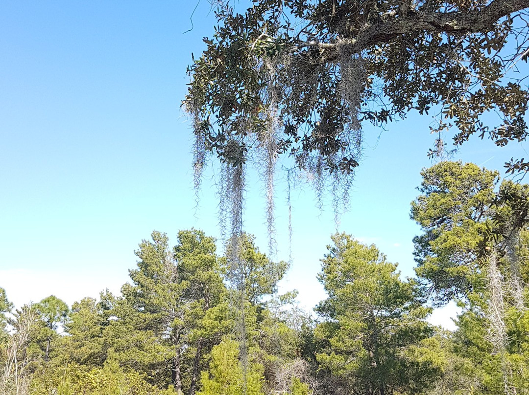 Yamato Scrub Natural Area-博卡拉顿必去景点