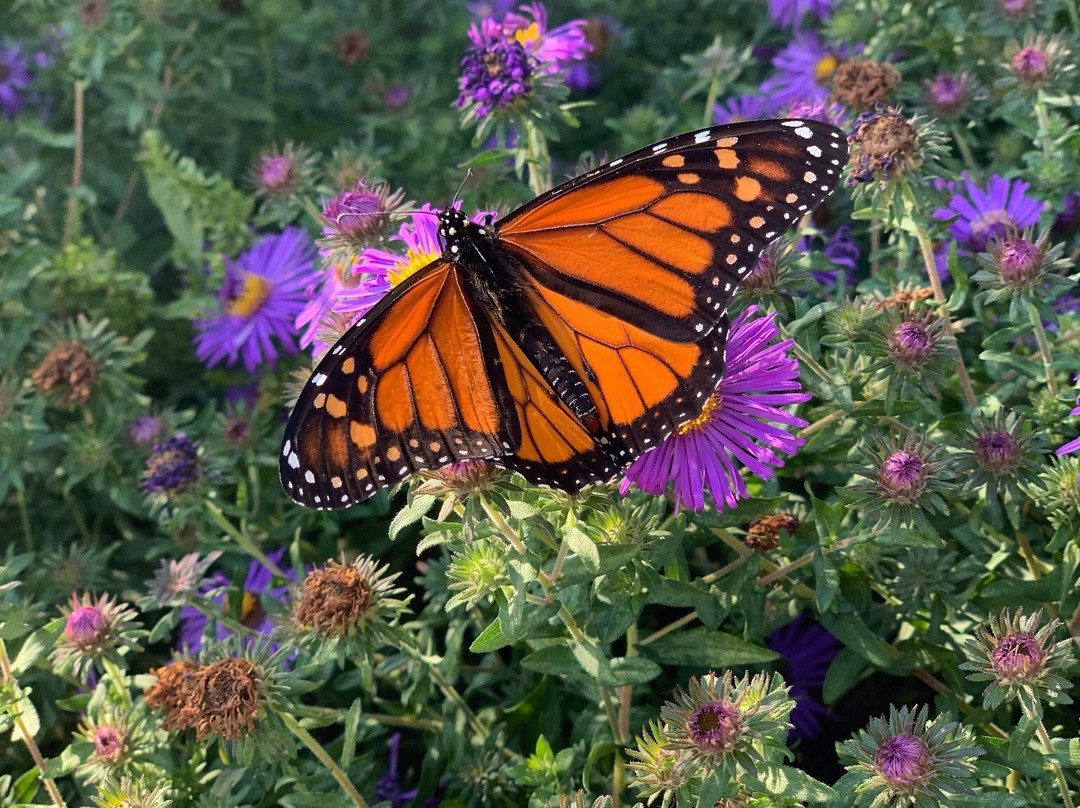 Cutler Botanic Garden-宾厄姆顿必去景点