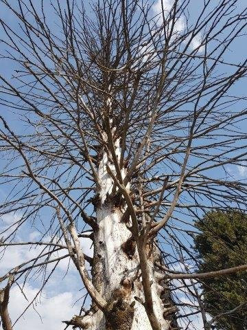 Royal Hillton Pahalgam主图