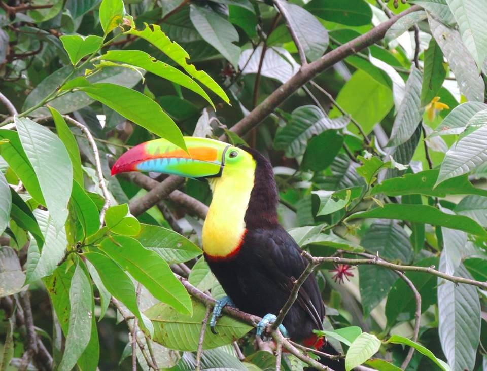 Tortuguero Tours景点图片