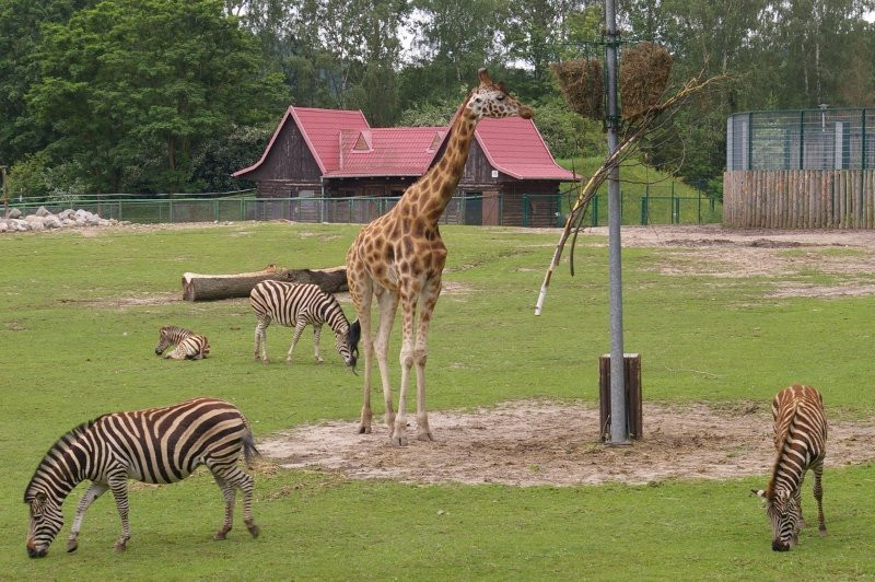 Oliwa Zoo-格但斯克必去景点