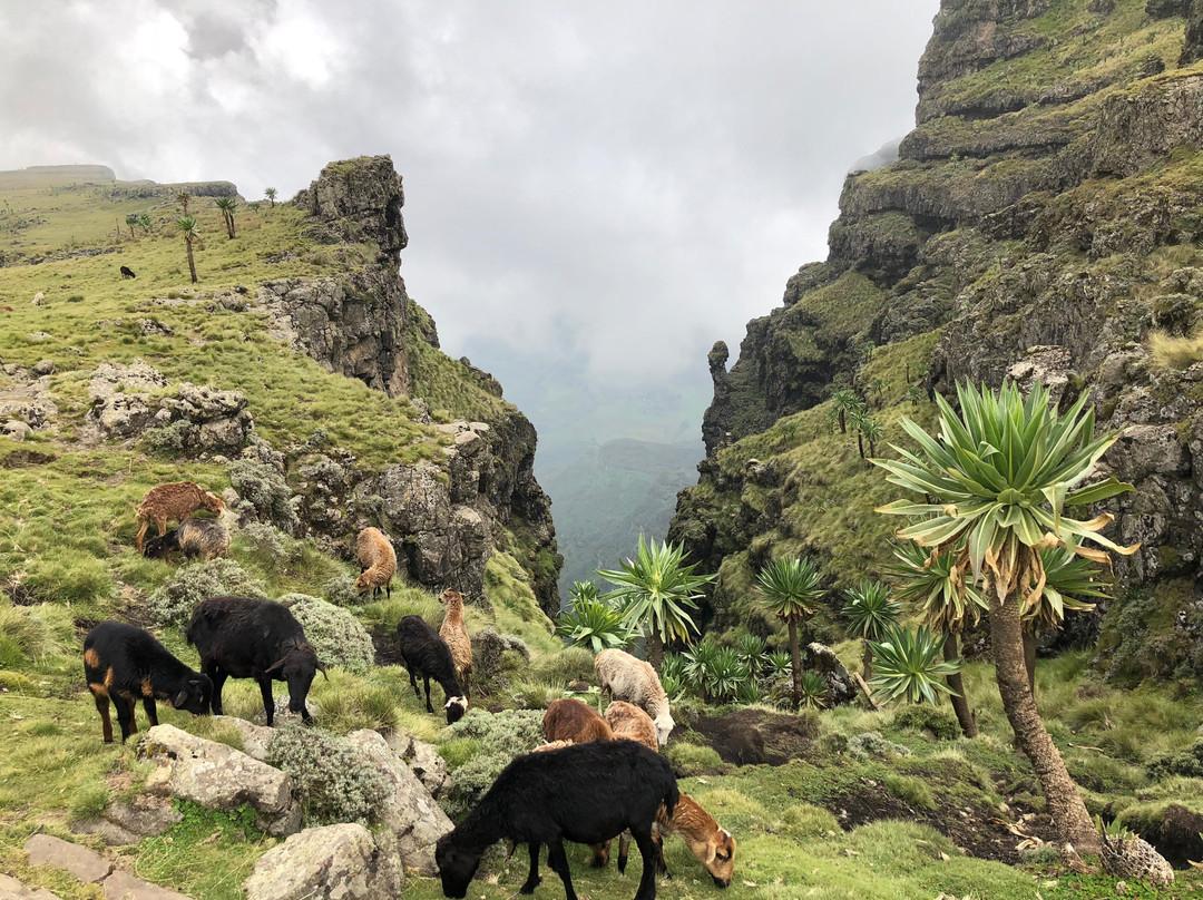 Simien View Tour & Travel景点图片