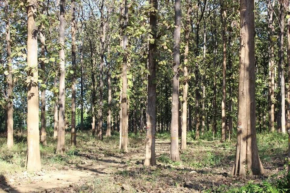 Pyay Elephant Camp-卑谬必去景点