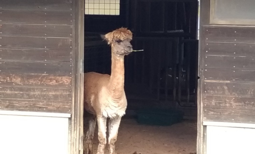 Koriyama Ishimuro Fureai Ranch-郡山市必去景点