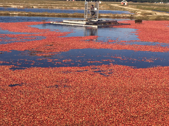 Pine Barrens Native Fruits-Browns Mills必去景点
