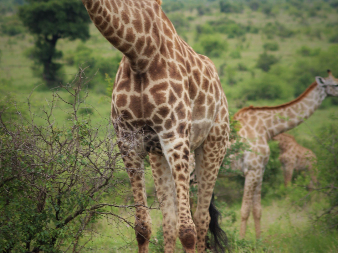 African Safari Guru景点图片