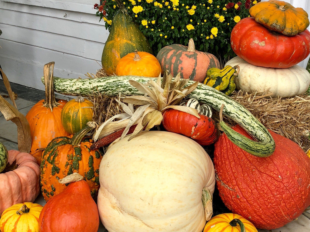 The Dorset Inn主图