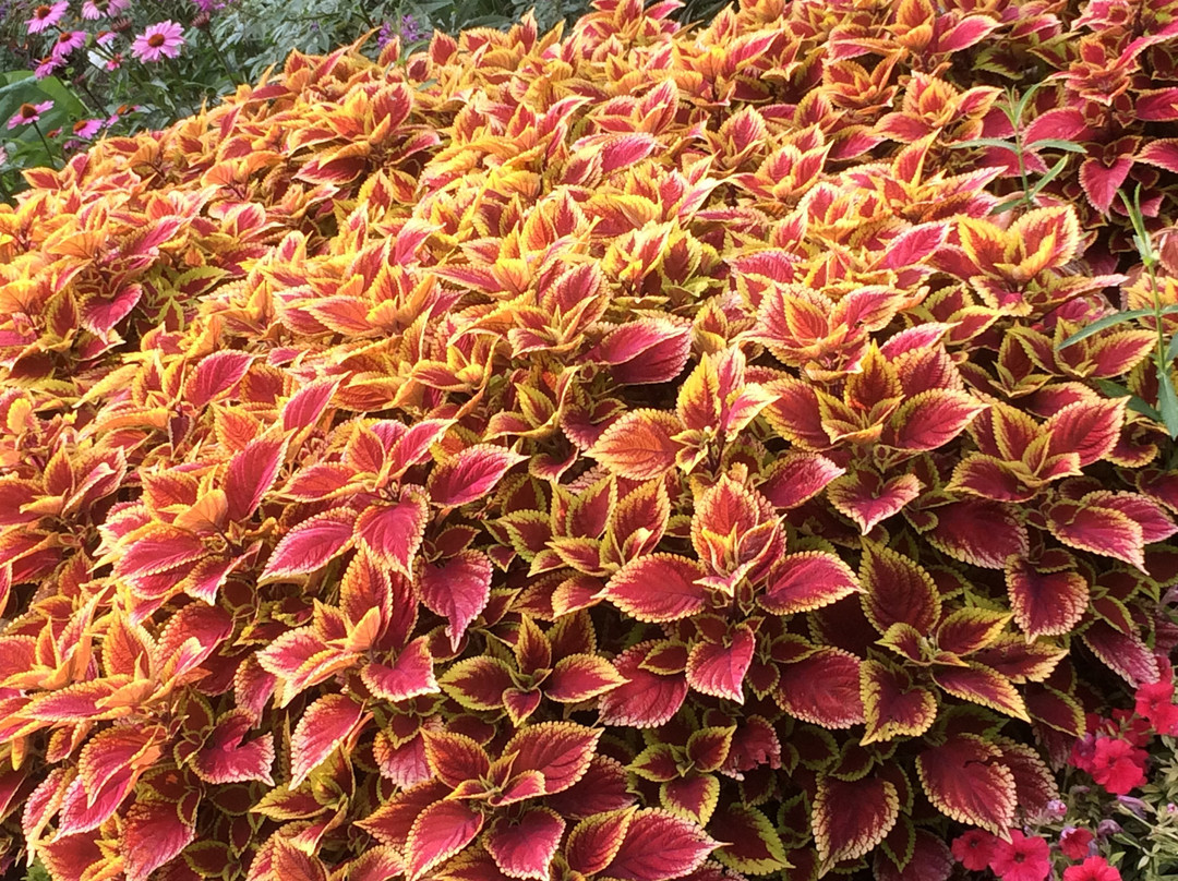 Kildonan Park-温尼伯必去景点