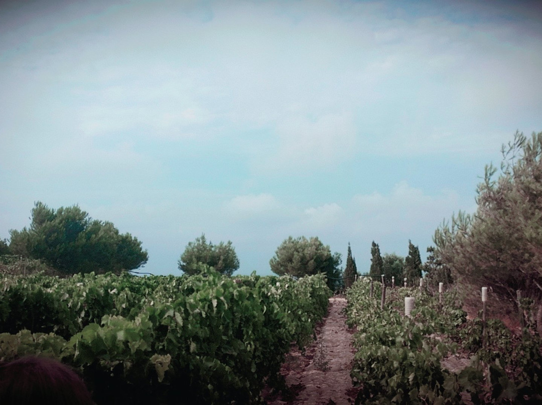 Tal-Massar Winery景点图片