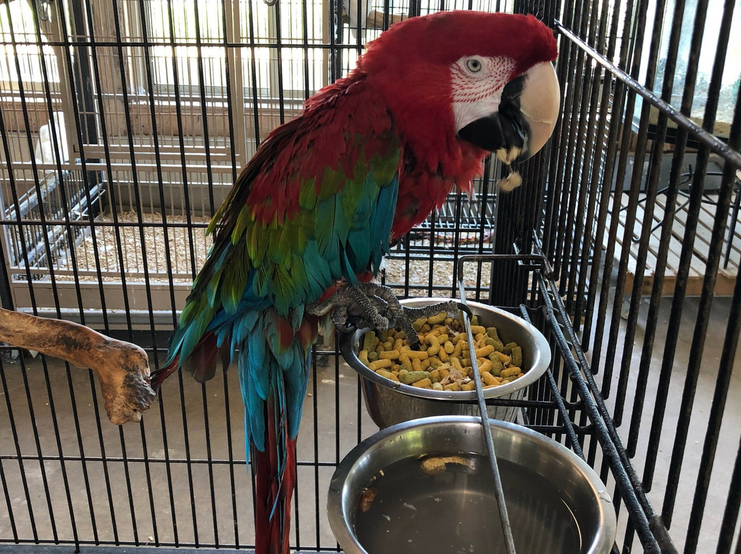 Perroquet en Folie-Saint-Placide必去景点