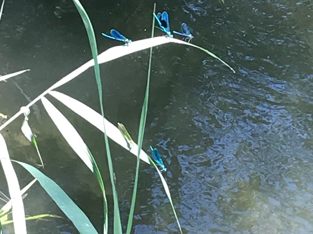 Centro Ippico Duca Dell'Adua-Robecco sul Naviglio必去景点