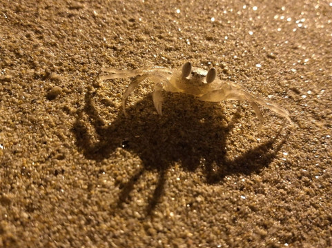 帕利帕斯芭东度假村主图