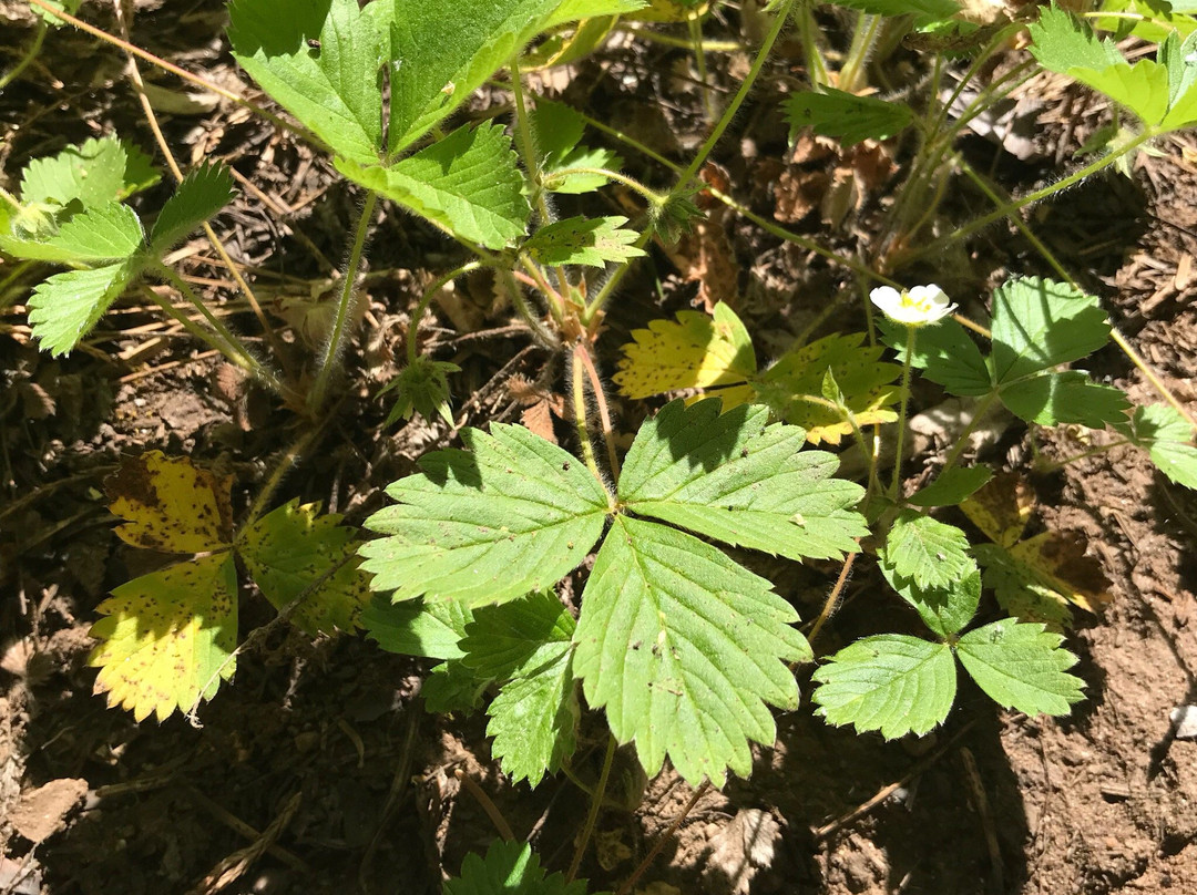 Redwood Canyon Trail-红杉&国王峡谷国家公园必去景点