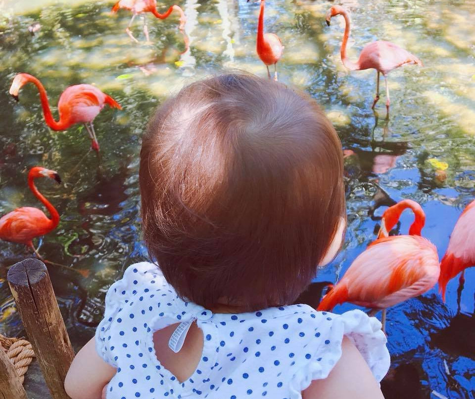 Palm Beach Zoo & Conservation Society景点图片