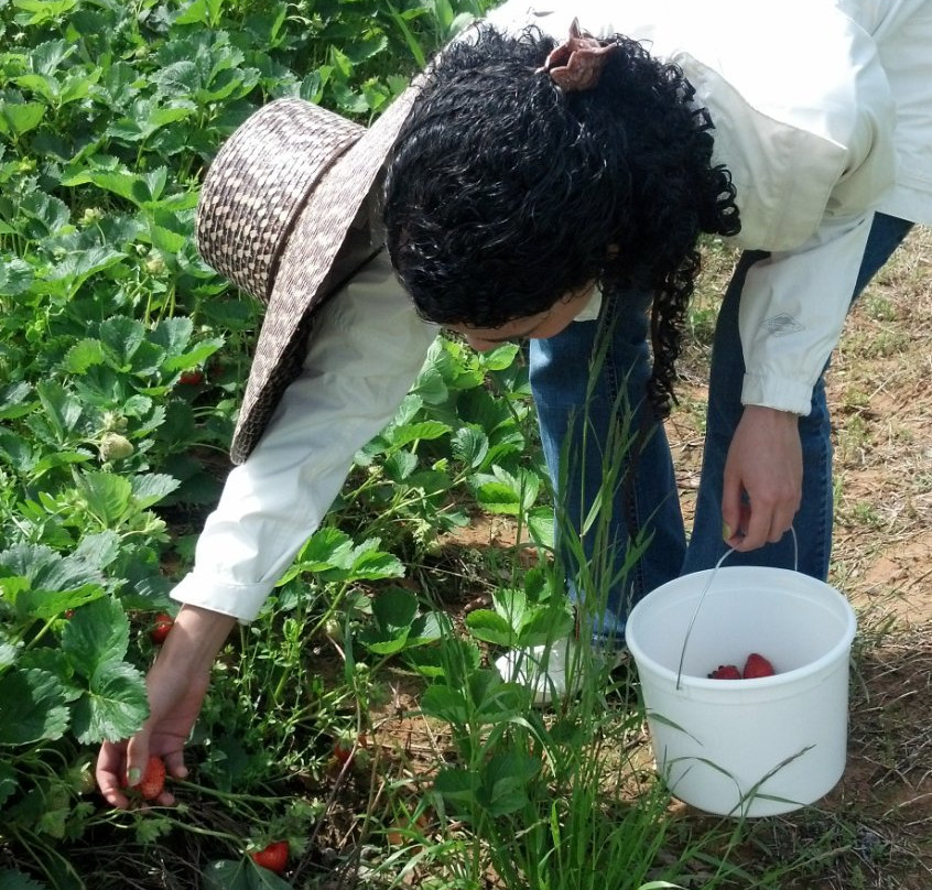 Cox Berry Farm & Nursery-Clarksville必去景点