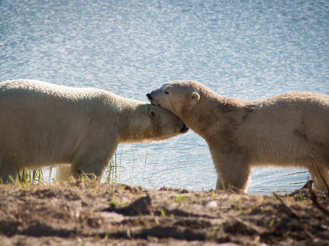 Cochrane Polar Bear Habitat景点图片