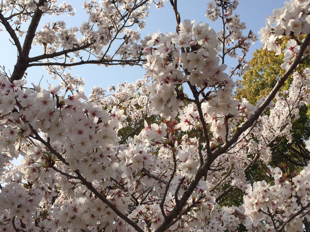 Kishiwada Central Park-岸和田市必去景点
