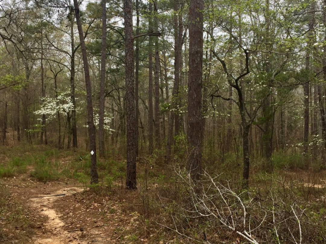 Tuskegee National Forest景点图片