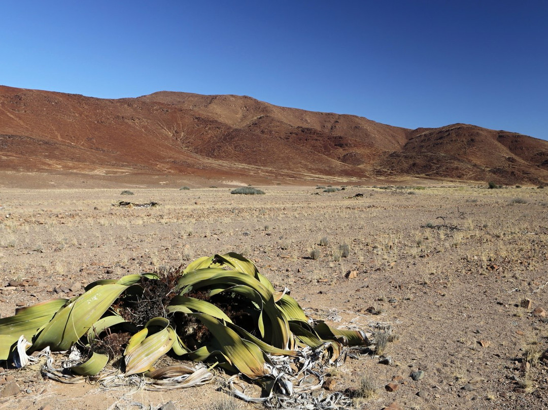 Messum Crater-Uis必去景点