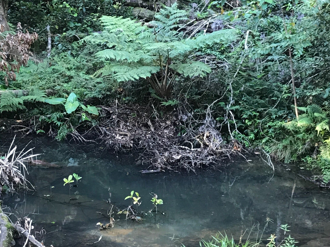 Conondale National Park景点图片