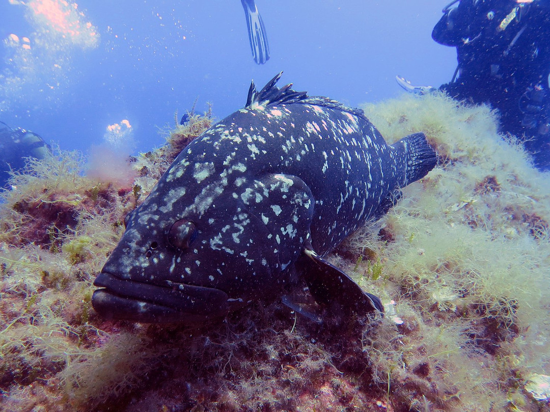 Sub Now Diving Center-Marina di Campo必去景点