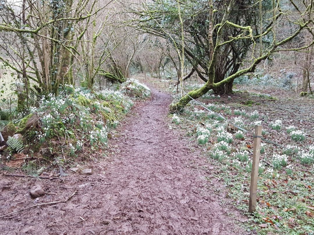 Snowdrop Valley-Wheddon Cross必去景点
