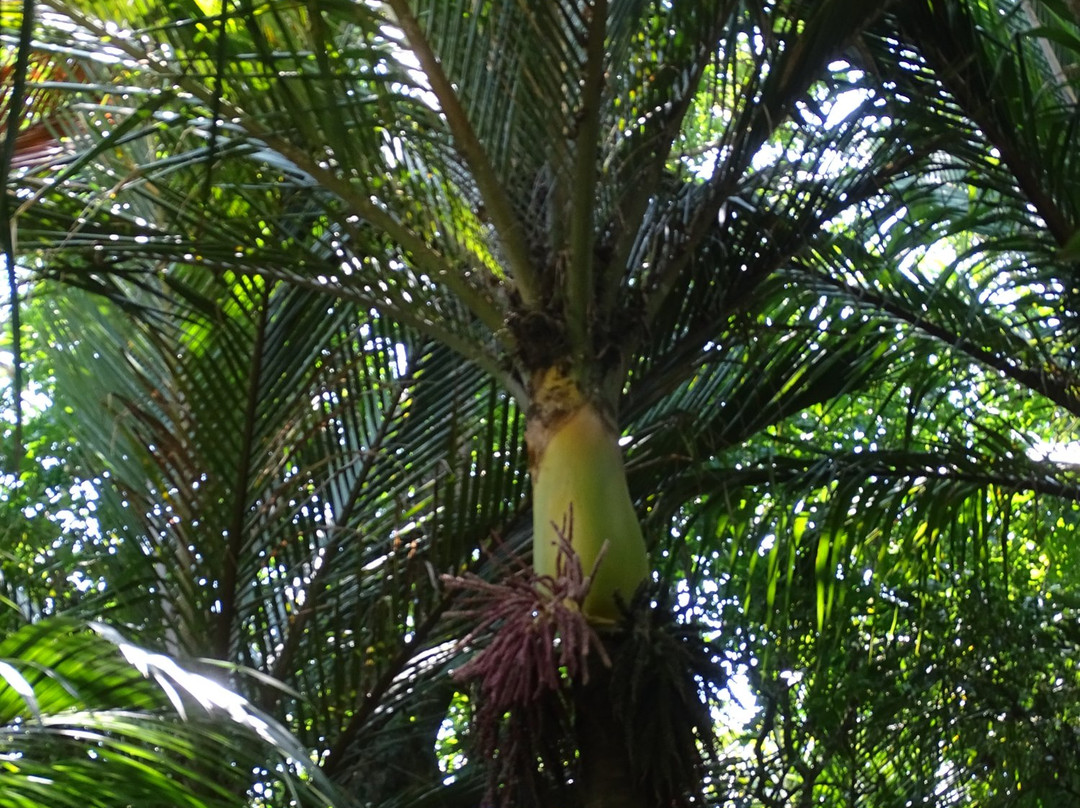 Nikau Palm Reserve景点图片