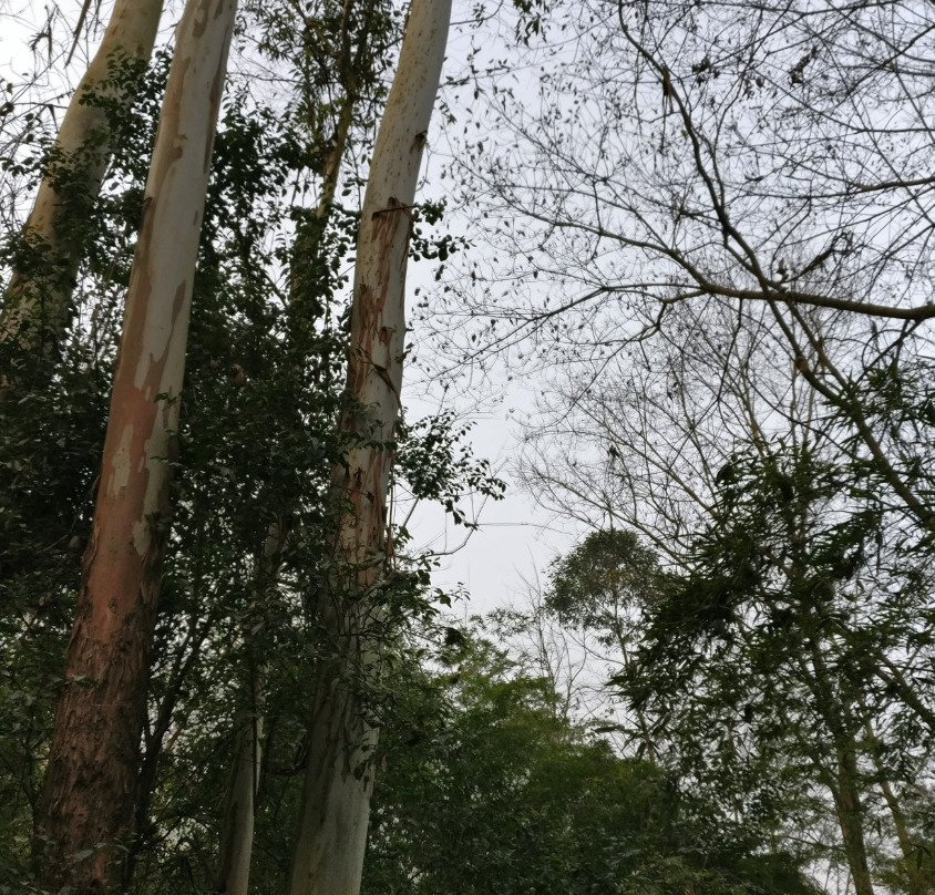 仙鹤森林公园-新津县必去景点