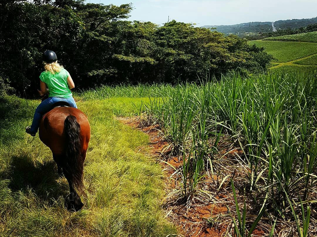 Selsdon Park Estate Beach Horse Rides-Marina Beach必去景点