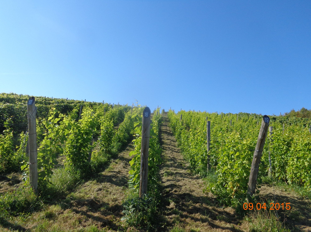Vignoble Domaine L'Ange Gardien景点图片