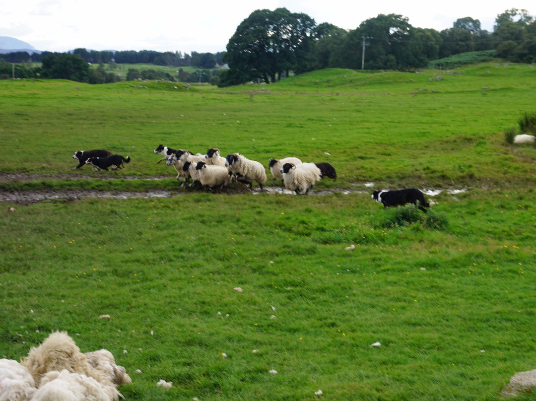 Working Sheepdogs景点图片