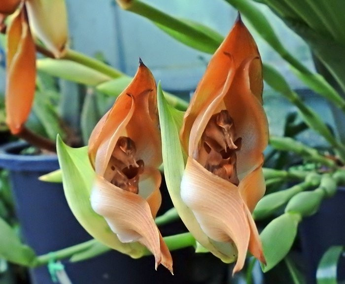Orchid Paradise-牛顿阿伯里必去景点