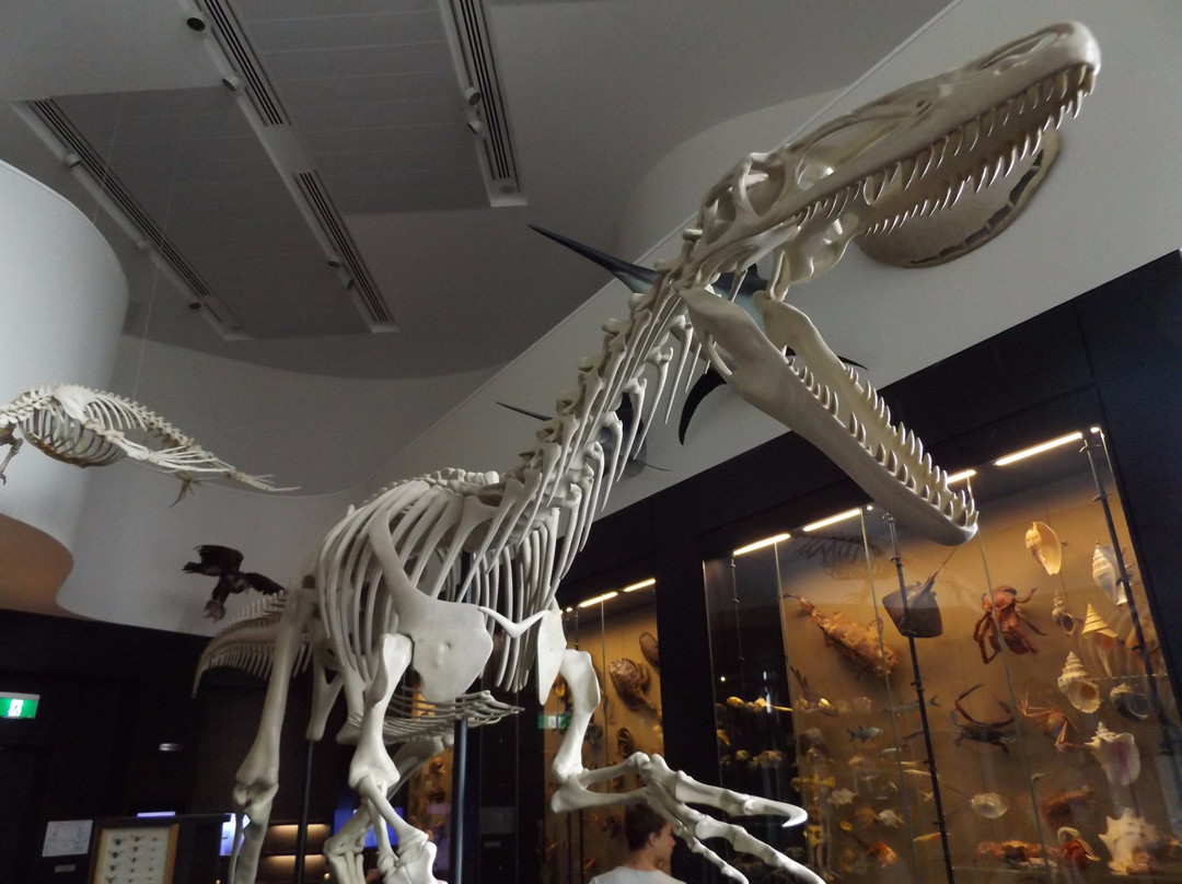 Natural History Museum-阿米代尔必去景点