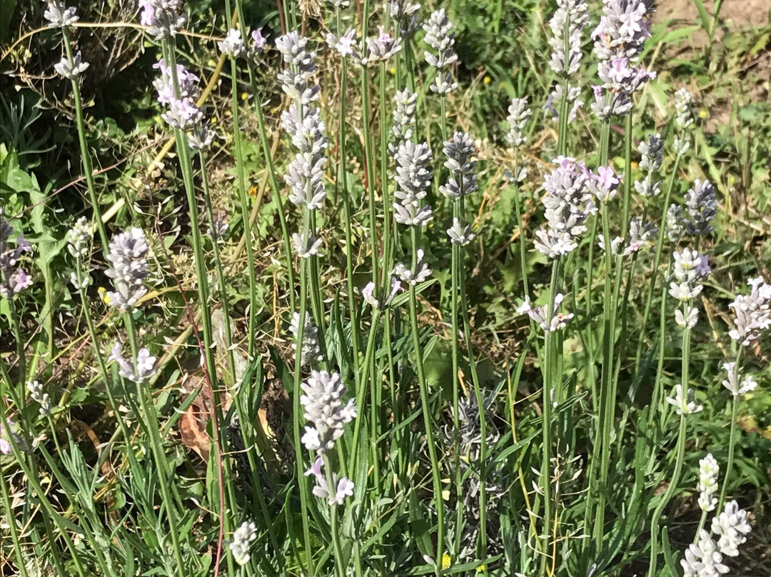 Loess Hills Lavender Farm-Missouri Valley必去景点