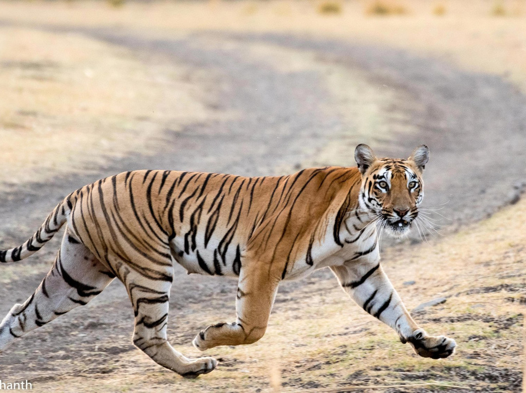 Bor Wild Life Sanctuary景点图片