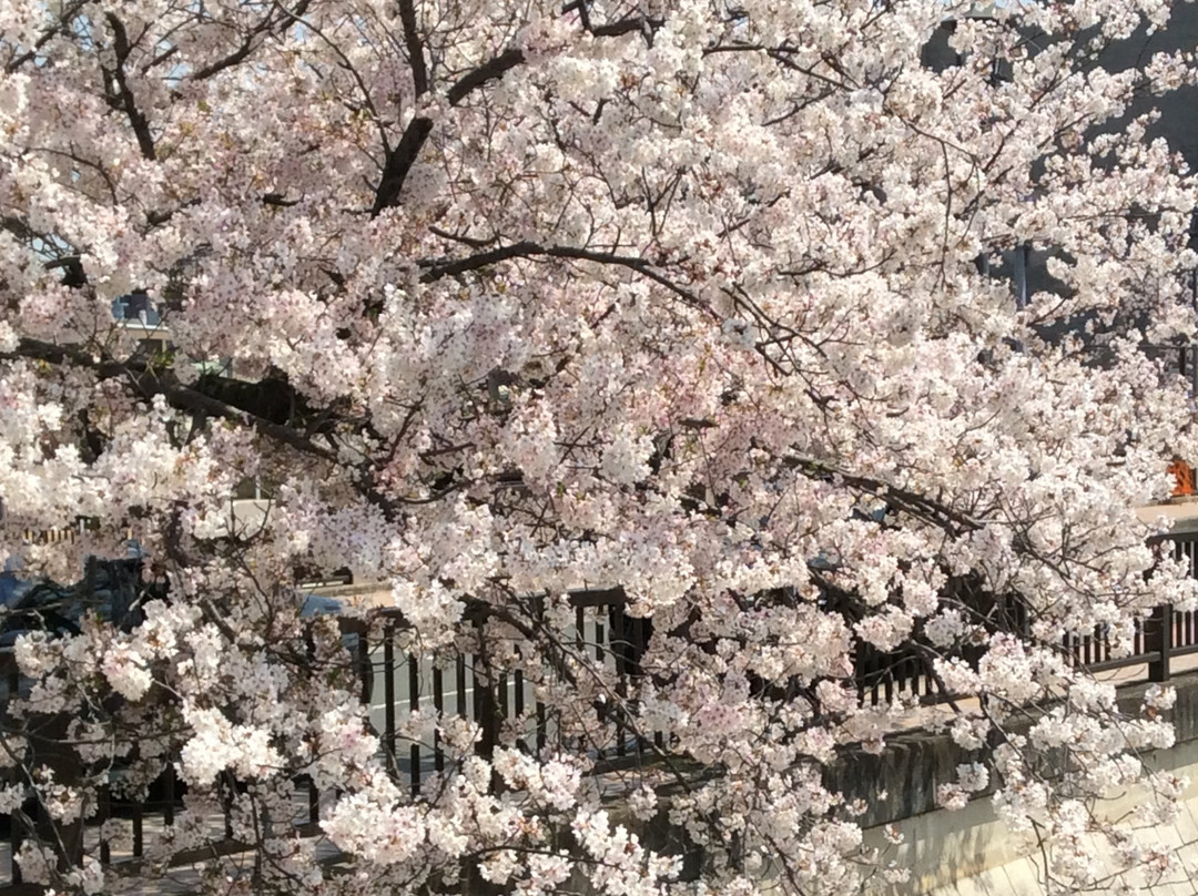 Ashiyagawa Kahan-芦屋市必去景点