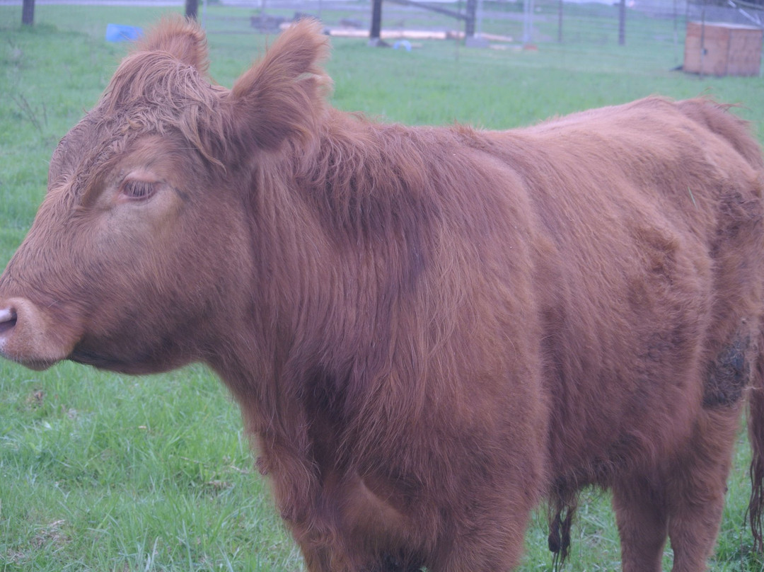 Dare 2 Dream Farm-Kendal必去景点