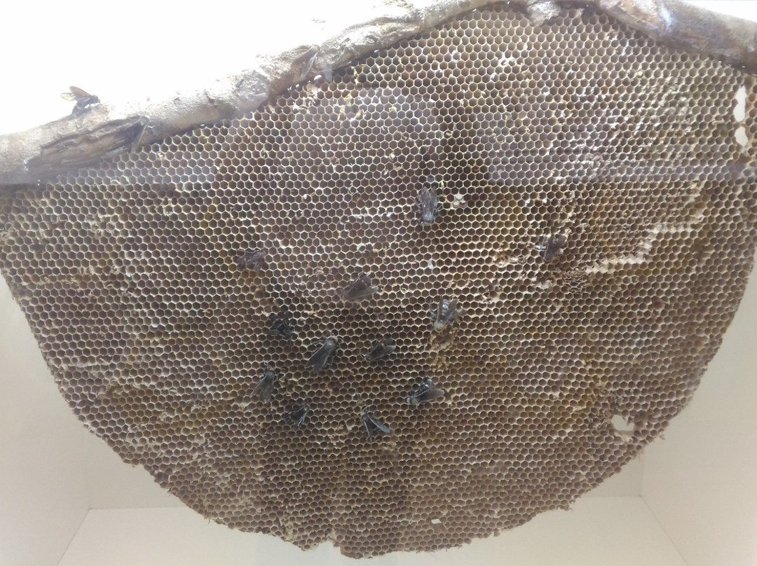 Bee Gallery Melaka-马六甲必去景点