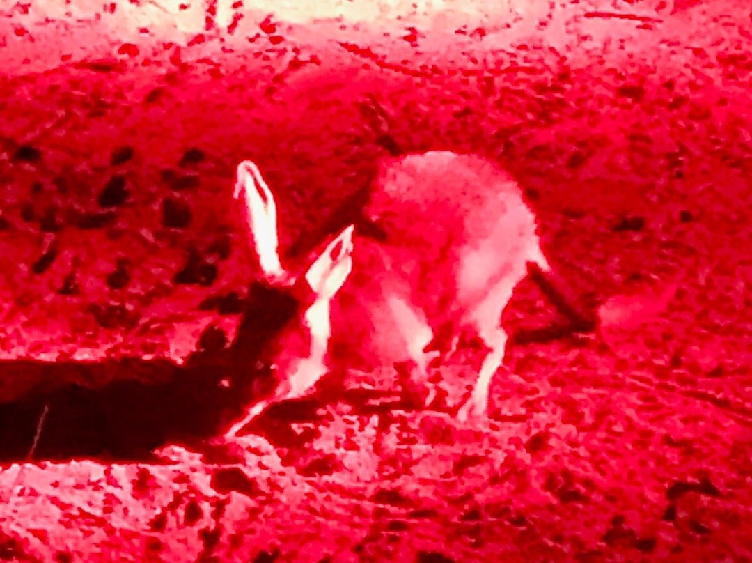 Barna Mia Nocturnal Wildlife Experience景点图片