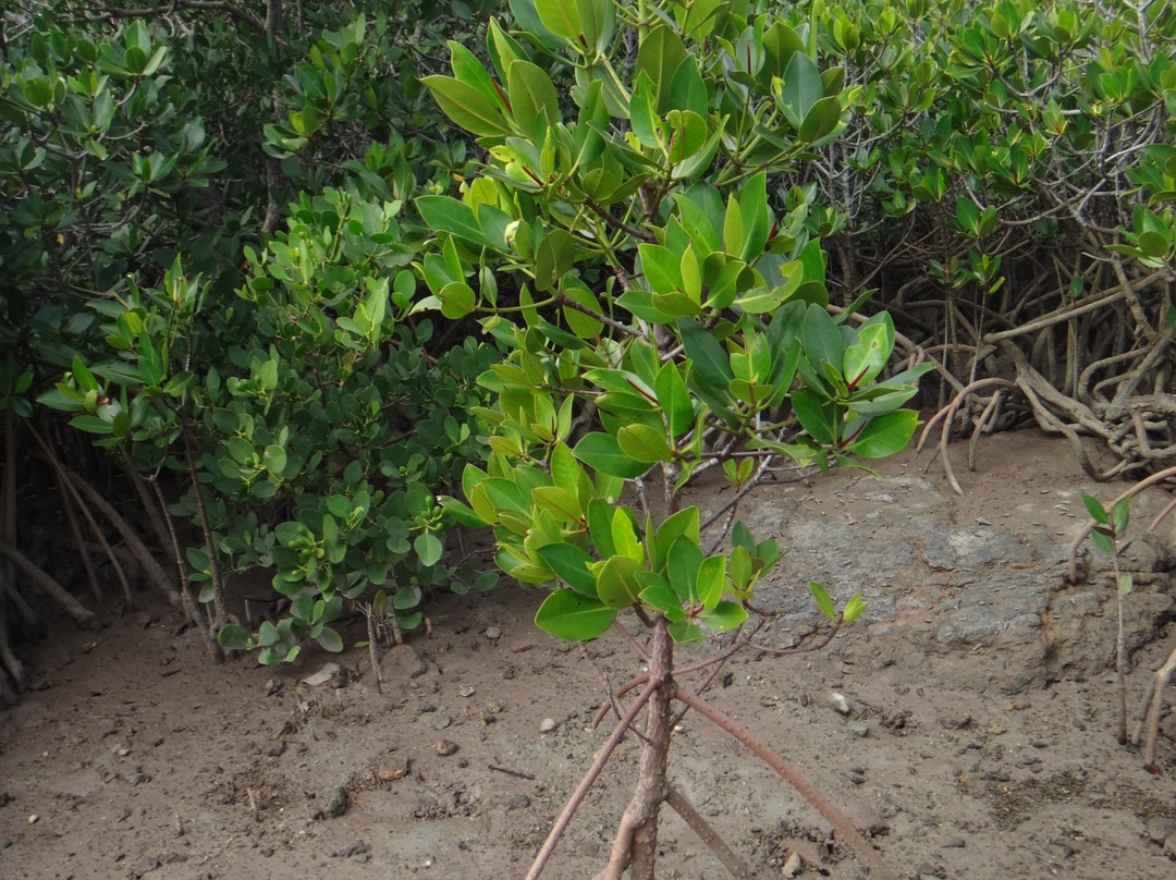 Mangrove at Ishinagata Beach景点图片