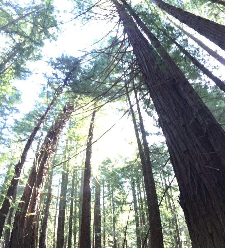 Navarro River Redwoods State Park景点图片