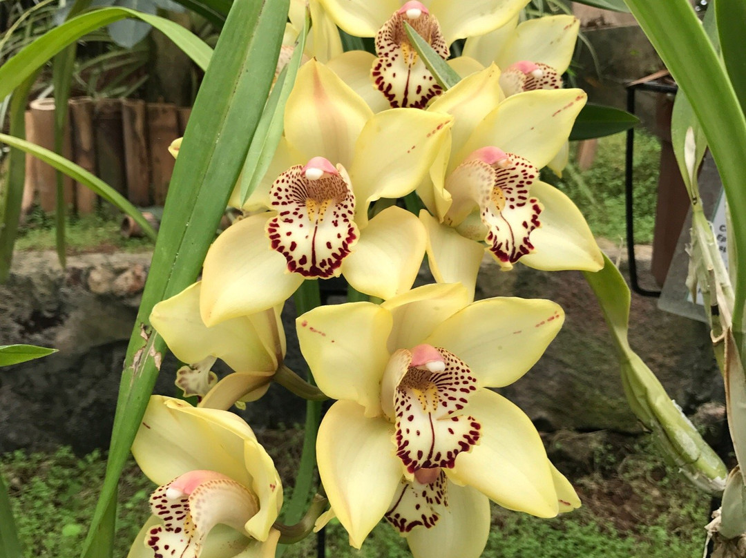 Orquidario de Morelia景点图片