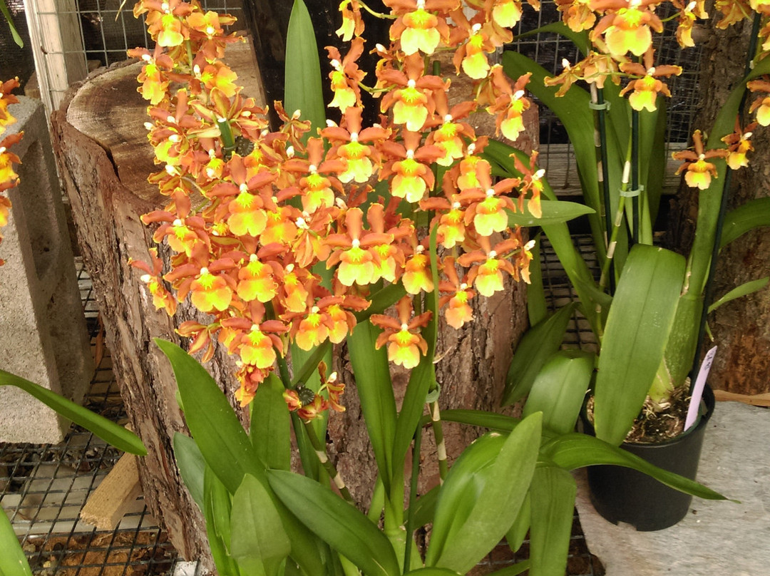 Cal Pacific Orchid Farm-恩西尼塔斯必去景点