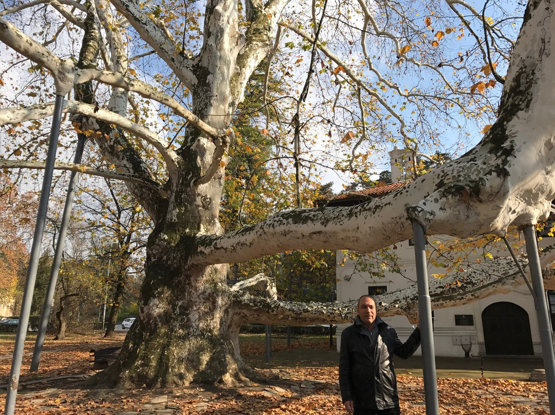 London plane tree-贝尔格莱德必去景点
