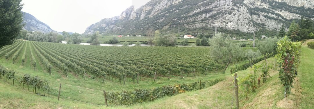 Azienda Agricola Albino Armani景点图片