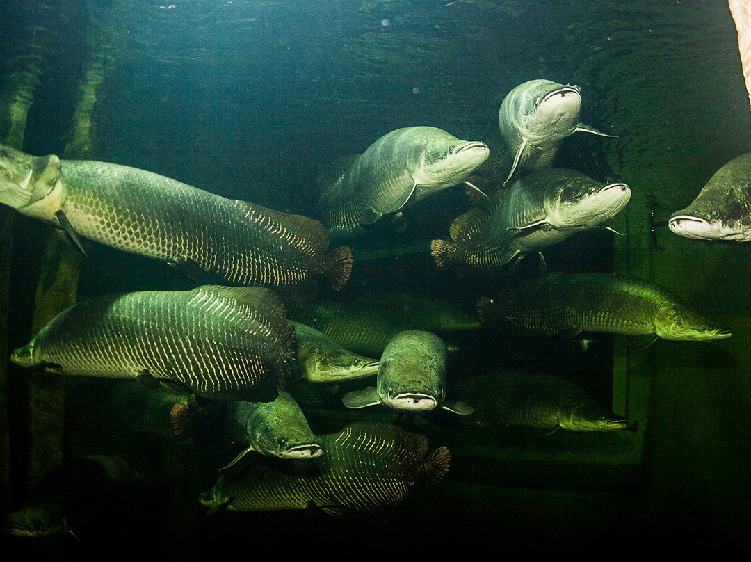 Acuario de Zaragoza景点图片