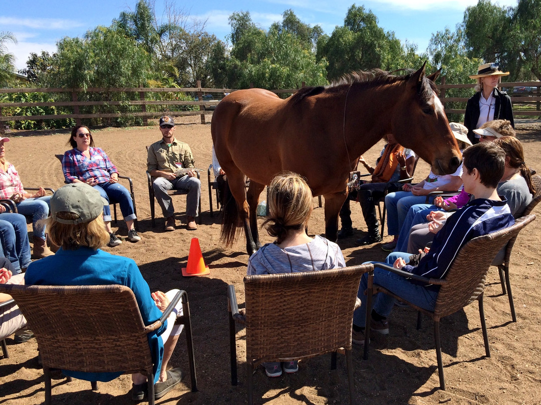 Healing Horse-Bonsall必去景点