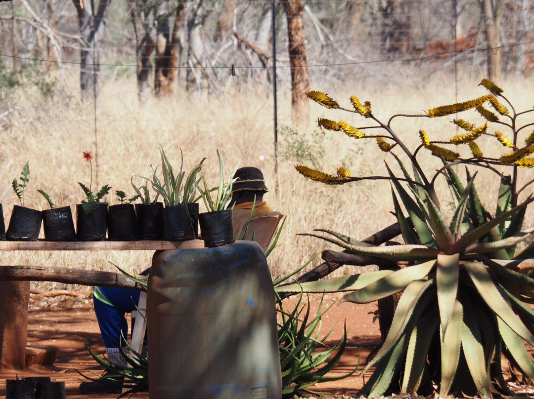 Big Boabab-Gravelotte必去景点