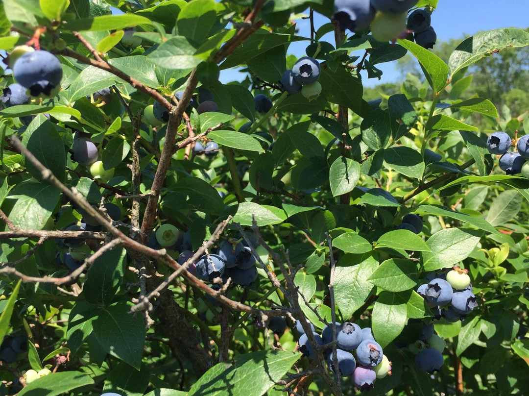 Hick's Apple Orchard-Granville必去景点